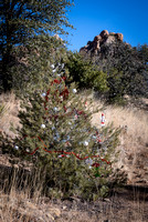A Christmas Tree in the Wilderness