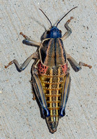 Cicada, Tarantula, and a Bucket Beetle