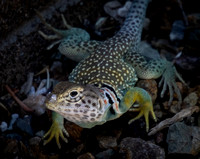 Collared Lizard