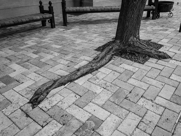 Tree outside the Copper Museum